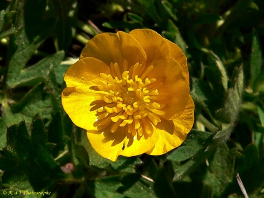 {Ranunculus bulbosus}